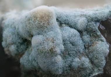 Salatalık turşusunda küf, botulizm bakterisi. Doğal doku
