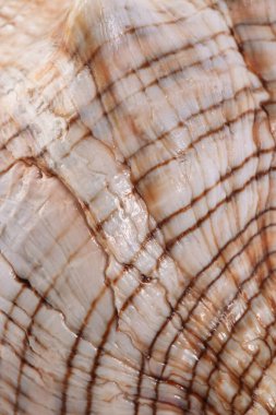 Beyaz benekli deniz kabuğu spiral, makro, yakın plan, beyaz arkaplanda izole