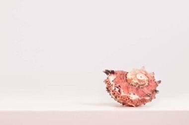 Açık arkaplanda deniz sarmalı kabuğu, metin için yer, serilerden biri