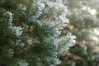 Kış ormanlarında donla kaplı yeşil çam dalları, arka plan