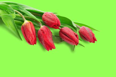 Bahar çiçekleri, yaprakları suyla kaplı laleler.