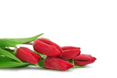 Bahar çiçekleri, yaprakları suyla kaplı laleler.