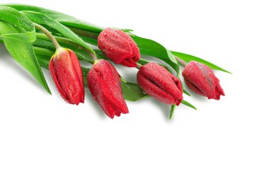 Bahar çiçekleri, yaprakları suyla kaplı laleler.