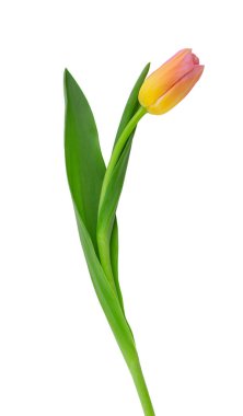 Sarı-pembe laleler, bahar çiçekleri, beyaz arka planda izole edilmiş.