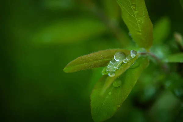 雨の後緑の葉と水が落ちる木の枝 — ストック写真
