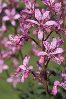 Yanan kupena çalısı, tıbbi bitki, sapında mor cilt bakımı.