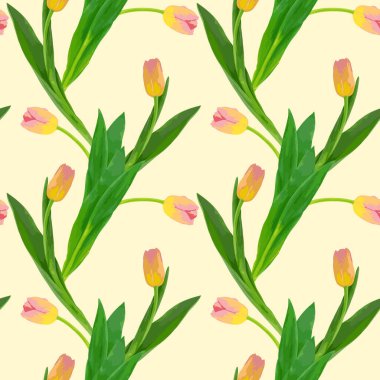 Açık arkaplanda sarı-pembe lalelerin çiçeksiz deseni.