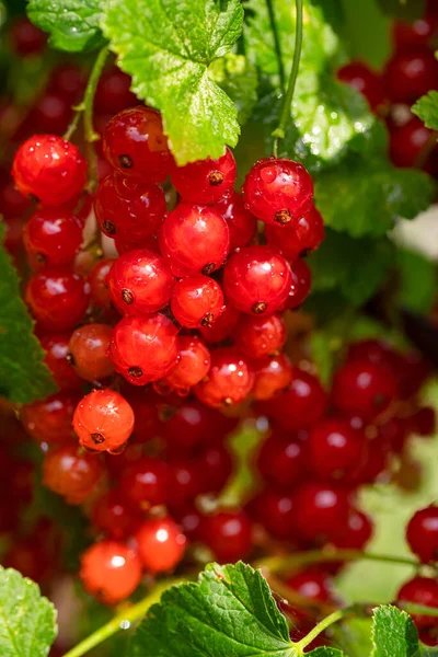 Mogna Röda Vinbär Buske Solig Sommardag — Stockfoto