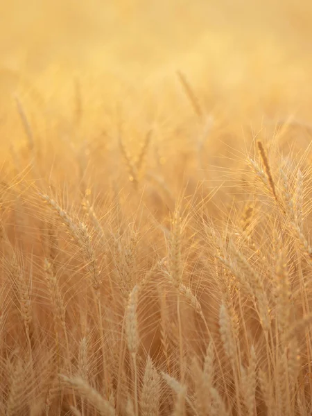 Campo Verão Com Orelhas Amarelas Trigo Maduro Pôr Sol Fundo — Fotografia de Stock