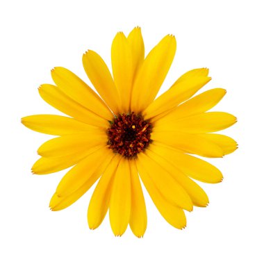 Turuncu ve sarı calendula çiçekleri, beyaz bir arkaplanda izole edilir.