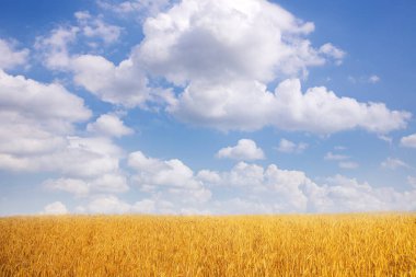 Akşam gökyüzünün arka planında olgunlaşmış buğdaylarla dolu yaz tarlası