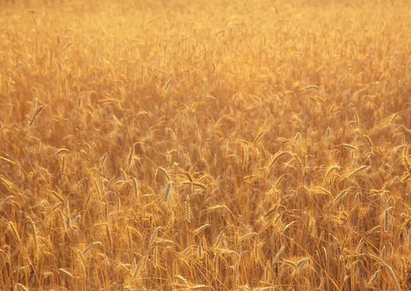 Eine Straße Einem Sommerfeld Mit Reifem Weizen Auf Dem Hintergrund — Stockfoto