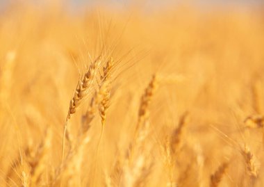 Yaz tarlasında olgunlaşmış buğday sarısı kulaklar günbatımında, arka planda