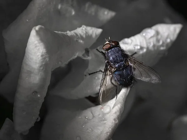 Black Fly Petals Flower Water Drops — Zdjęcie stockowe