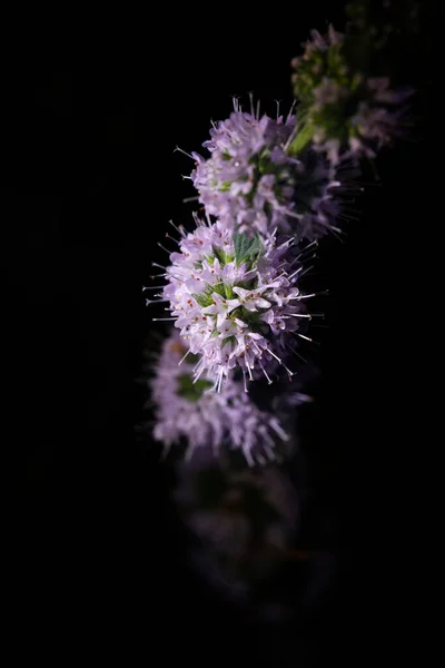 Peppermint Inflorescence Stem Dark Background — Fotografia de Stock