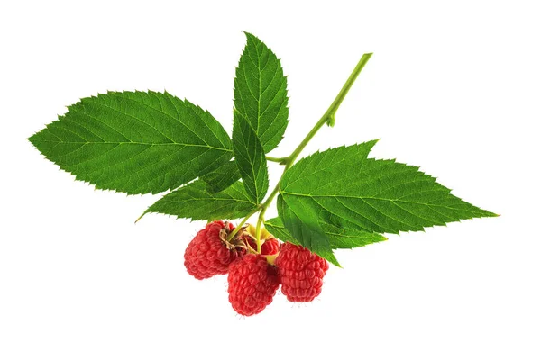 Brush Red Raspberry Berries Isolate White Background —  Fotos de Stock