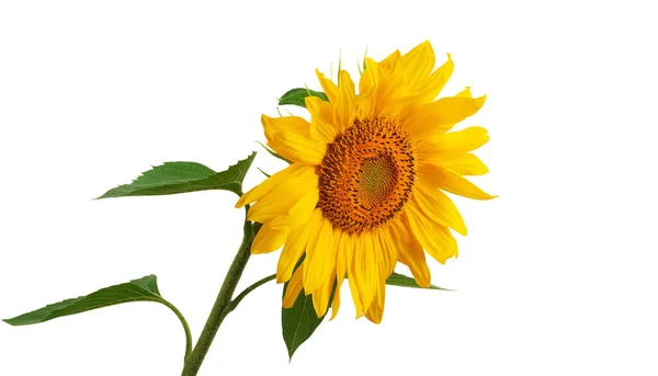 Yellow Sunflower Leaves Petals Isolate White Background — Stock Photo, Image
