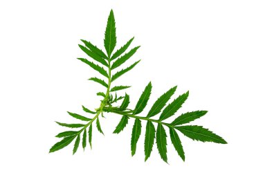 Kadife yaprağının yeşil yaprakları, beyaz arka planda izole edilmiş.