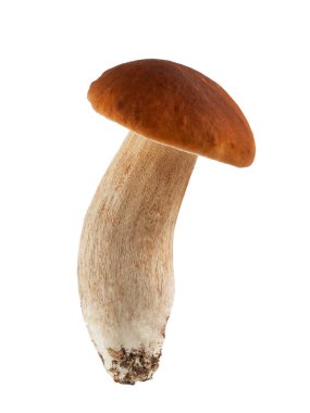 Porcini mantarı, boletus, beyaz arka planda izole et.