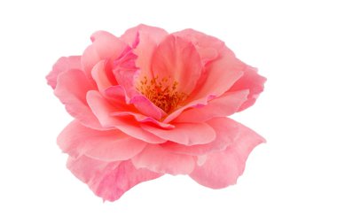 Yeşil yapraklı çiçek açan pembe bir gül, beyaz bir arkaplanda izole edilmiş.