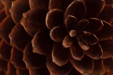 Açık pullu ladin konisi, doğal doku arka planı