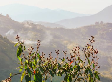 Arka planda yeşil yapraklar ve dağlar olan kırmızı meyveleri kapatın. Coroico, Bolivya