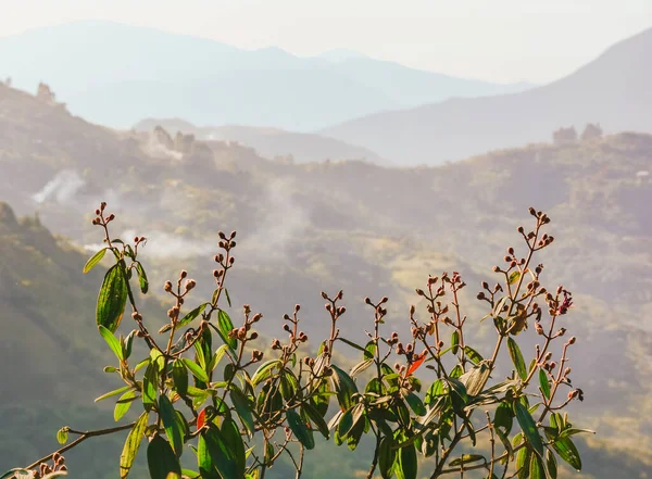 Arka planda yeşil yapraklar ve dağlar olan kırmızı meyveleri kapatın. Coroico, Bolivya