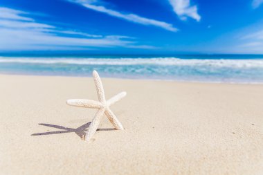 Sahilde denizyıldızı