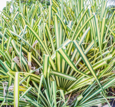 ağaç yaprağı arka plan