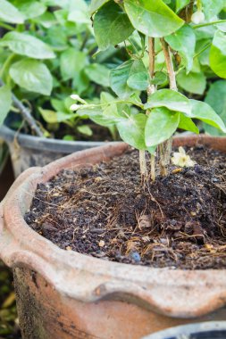 ağaç kök topraklarında