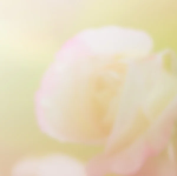 Θαμπάδα φωτογραφία του ροζ λουλούδι — Φωτογραφία Αρχείου