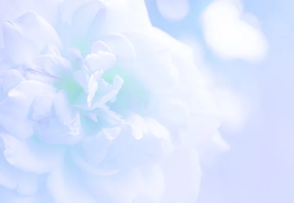 Размытое фото белой розы — стоковое фото