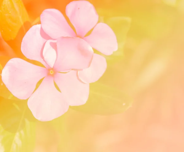 Абстрактный размытый цветок — стоковое фото