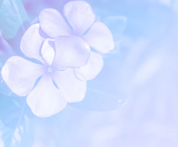 Abstract blur  flower — Stock Photo, Image