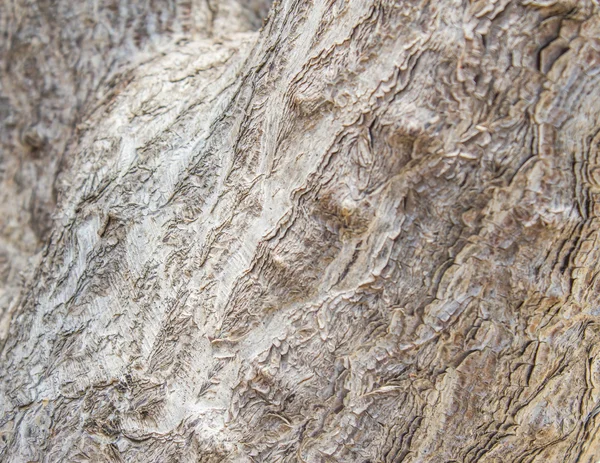 나무 껍질 배경 — 스톡 사진