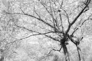 Siyah ve beyaz ağaçlar 