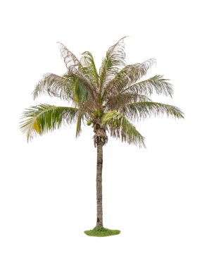 Hindistan cevizi palmiyesi