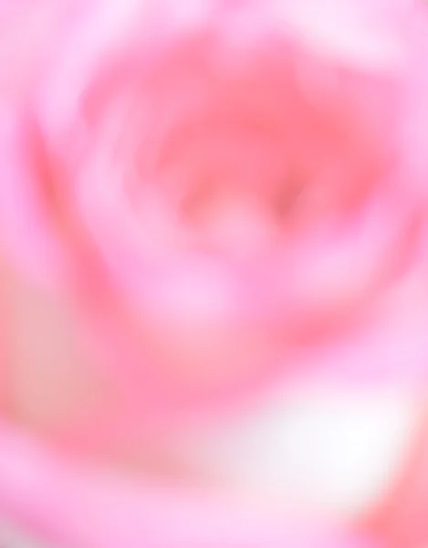 Розмита фотографія троянди — стокове фото