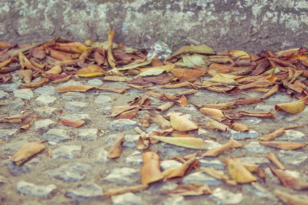 Dried leaves on the floor — Stock Photo, Image