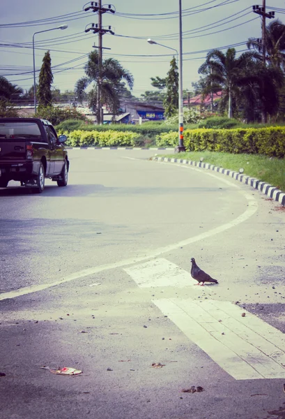 Vogel auf der Straße — Stockfoto