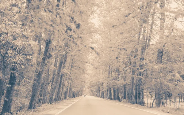 Tree line on country road — Stock Photo, Image