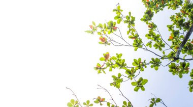 arkaplan için ağaç altlarından yeşil yaprak görünümü