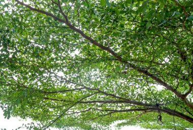 Parktaki yeşil ağaç yapraklarının arkaplan fotoğrafı