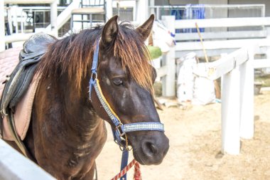 Hayvanat bahçesinde atın yanına.