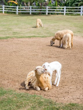Mutlu anne ve çocuk koyunlar çiftlikte