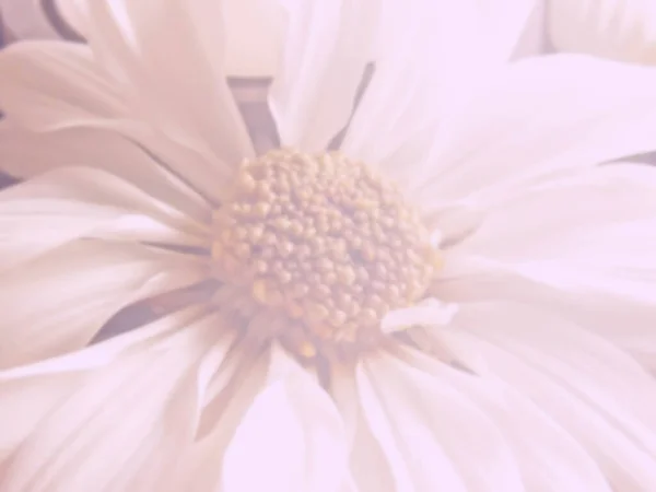 Renk Filtresindeki Çiçeğin Bulanık Fotoğrafı — Stok fotoğraf