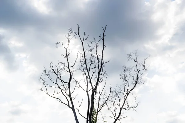 Suchý Strom Žádný List Letní Sezóně Modré Obloze Bílé Mraky — Stock fotografie