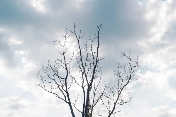 Droge Boom Geen Blad Zomer Seizoen Blauwe Lucht Witte Wolk — Stockfoto