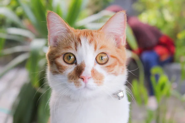 Foto Close Dari Kucing Bergaris Coklat Melihat Sesuatu — Stok Foto