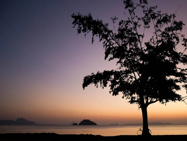 Oldtimer Fahrrad Unter Dem Großen Baum Strand Mit Sonnenuntergang — Stockfoto